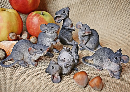 Mäuse natürlich grau - mäuse,